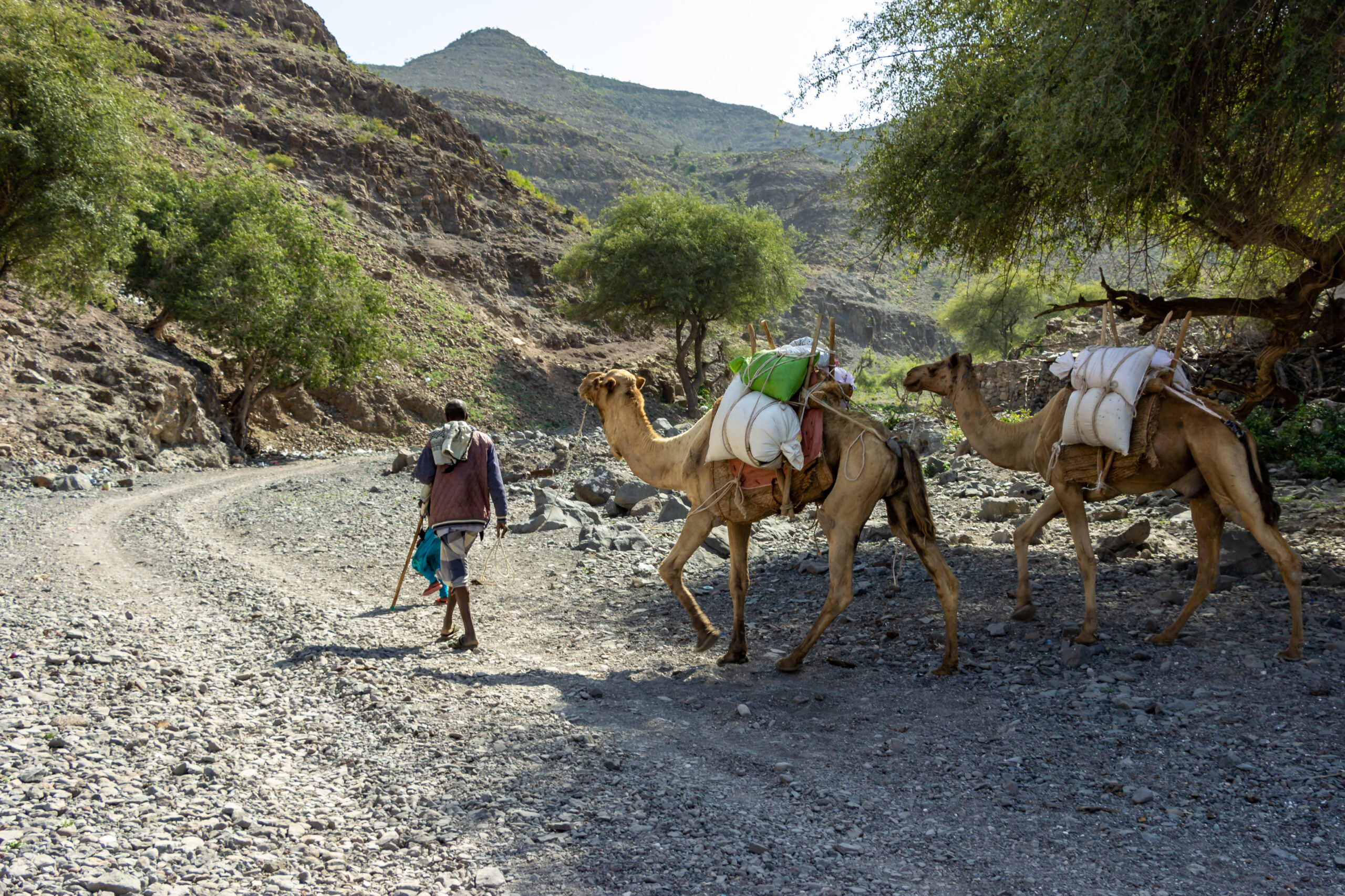 Tales of the Djibouti By Camille Massida